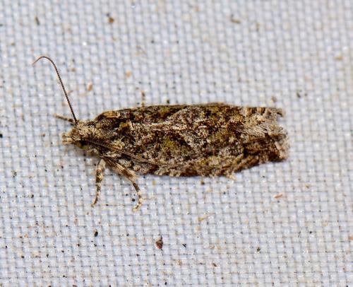 Réf. 259 908 : Zeiraphera isertana